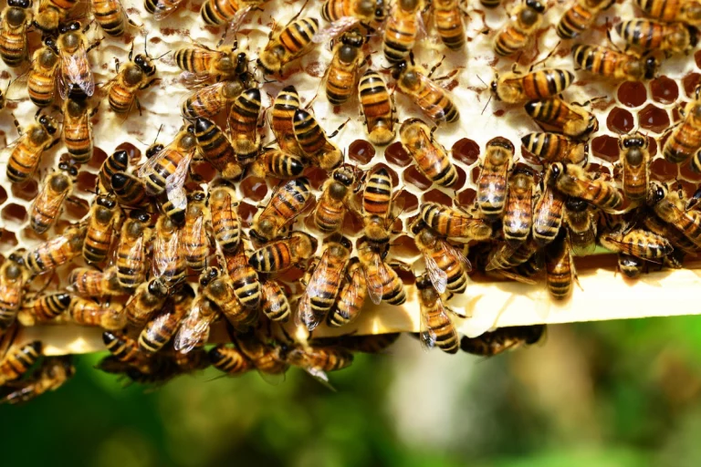 Ataques de abelhas, o que está por trás do crescimento no Brasil.