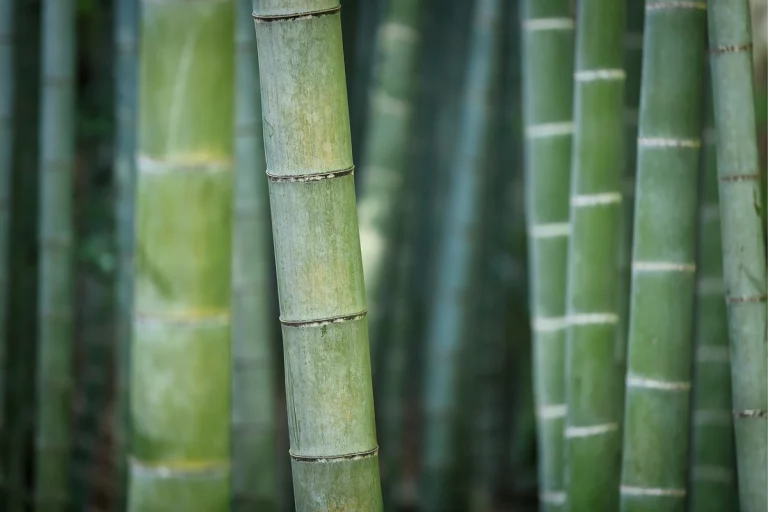 Bambu tem alto poder energético e pode ser convertido em etanol