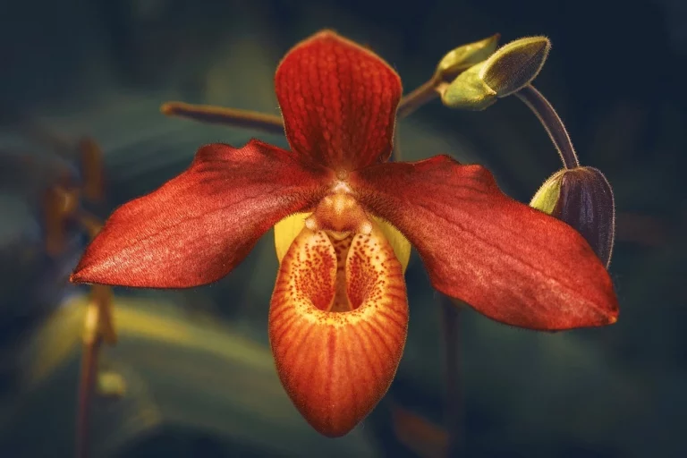 Orquídeas do cerrado, uma jornada fascinante pelo bioma brasileiro.