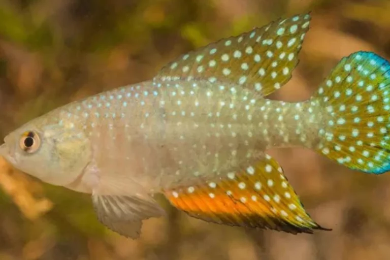 Peixe das nuvens intrigam moradores da caatinga. São uma espécie de peixe que intriga os moradores da Caatinga, no Brasil. Recentemente.