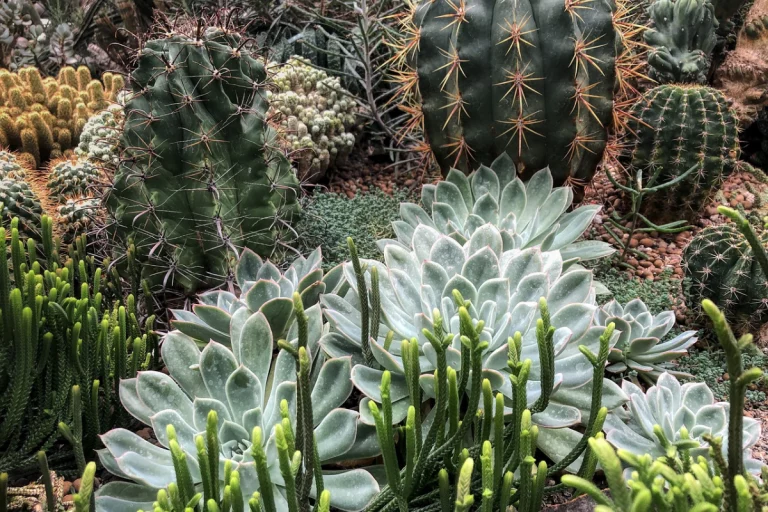 Plantas com espinhos, um toque de beleza e segurança.