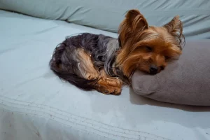 Raças de cães menores do mundo, as raças de cães que cabem na sua bolsa.