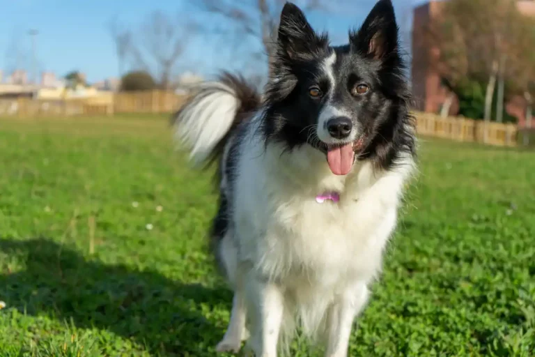 Cães-pastoreio-cães- inteligentes.