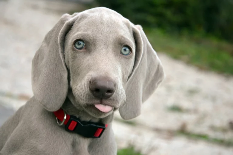 Cão Weimaraner