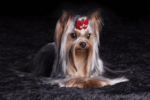 Cão-Yorkchire-cachorrinho-de-Madame