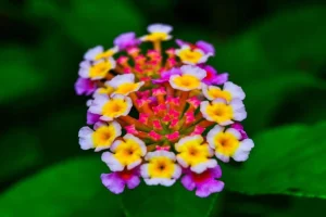 Flores para a vida, um título que celebra a beleza e a importância das flores