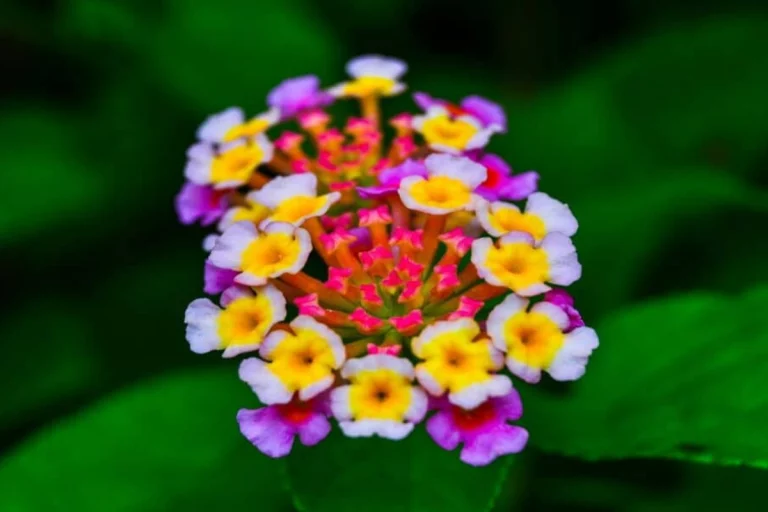 Flores para a vida, um título que celebra a beleza e a importância das flores