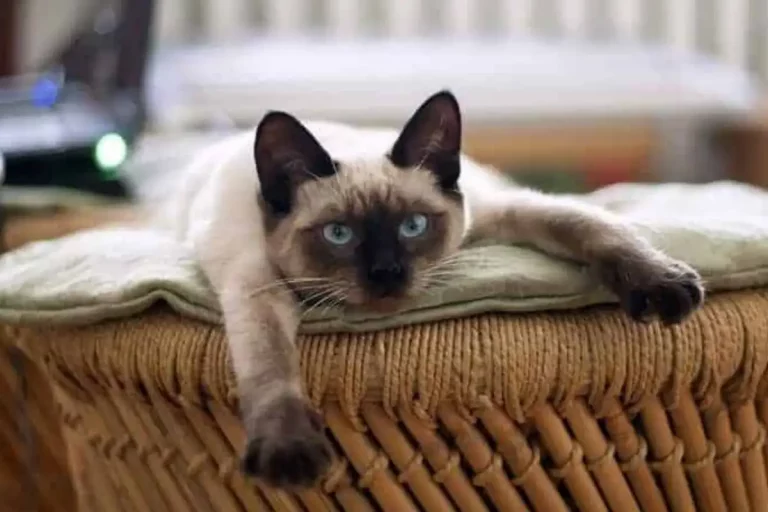 Gatos