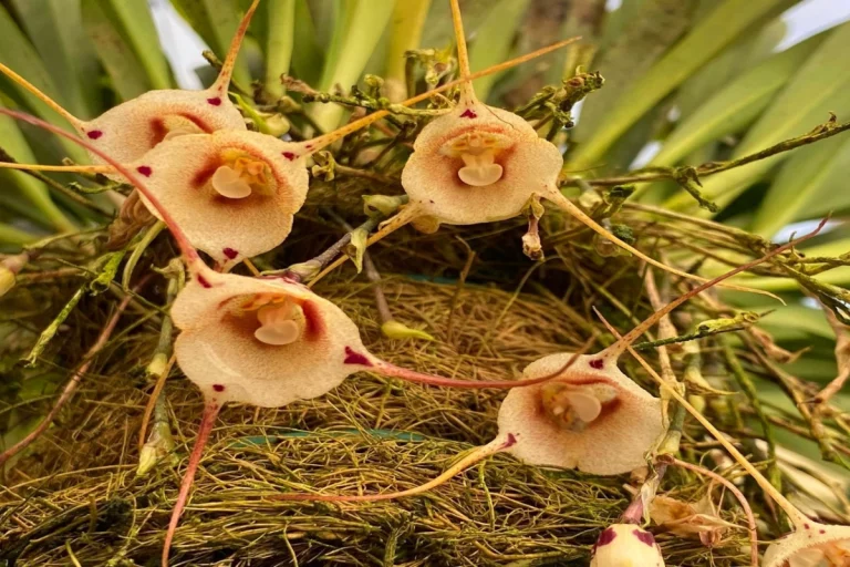 Flores orquídeas raras, conheça os cuidados de cultivo com algumas espécies.