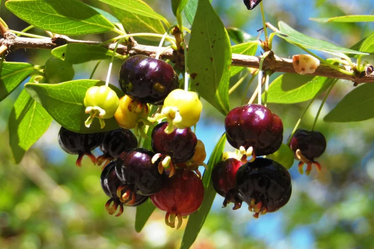 Pitanga a fruta da felicidade, um sabor que te faz sorrir e traz alegria para o seu dia.