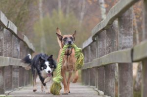 Raças de cães ideais para fazendas, os super-heróis do campo.