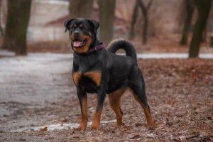 Rottweiler tudo o que você precisa saber para cuidar desse cão incrível.