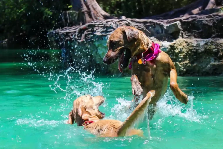 As-raças-de-cães-mais-bagunceiros