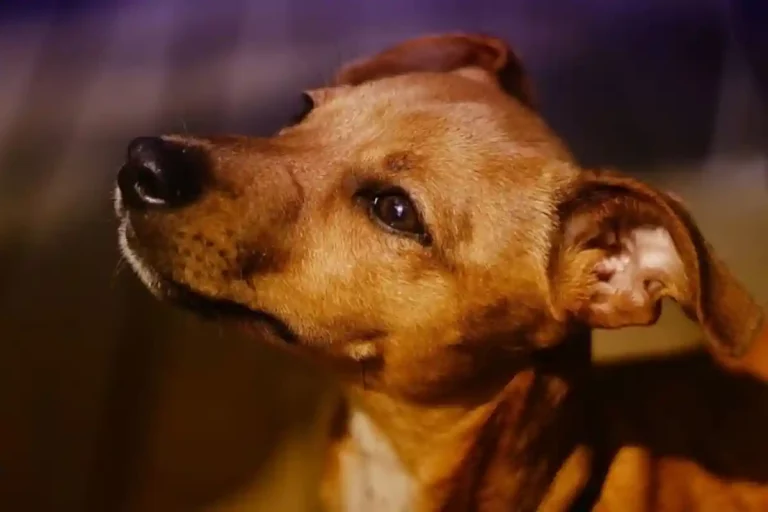 Cachorro-caramelo-símbolo-do-Brasil