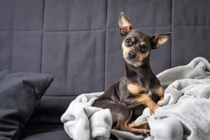 Cão-Pinscher-em-casa