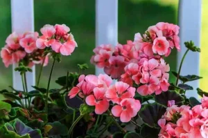 Gerânios-flores-para-jardim