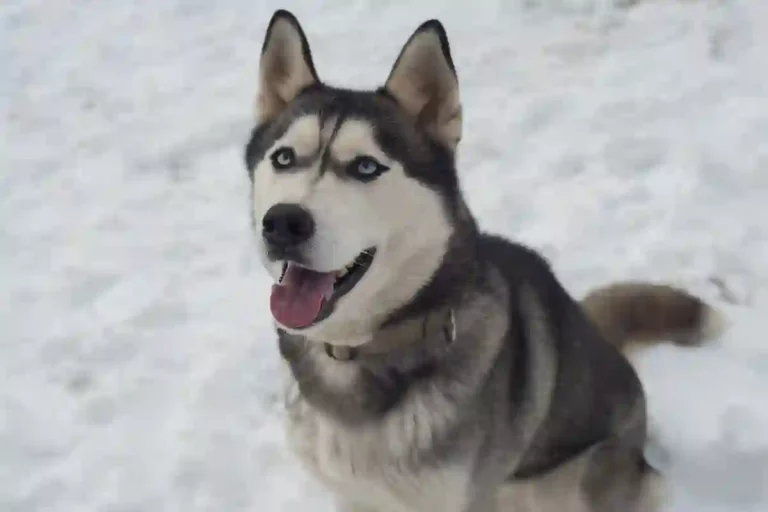 Husky-Siberiano