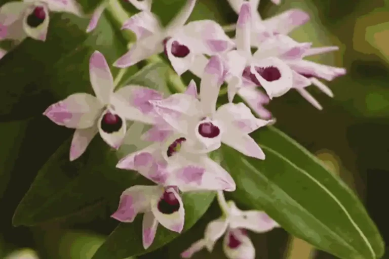 Orquídea-olho-de-boneca