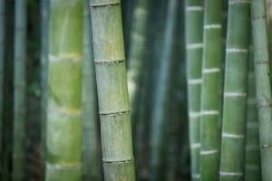 Bambu tem alto poder energético e pode ser convertido em etanol