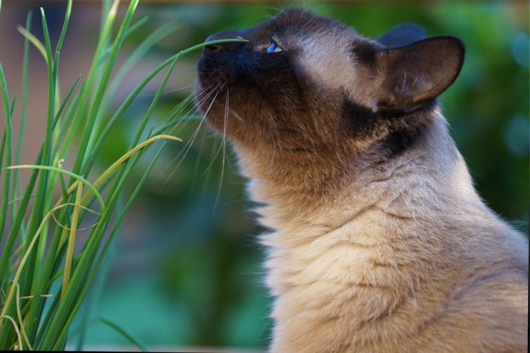 Os-gatos-siameses-são-manhosos